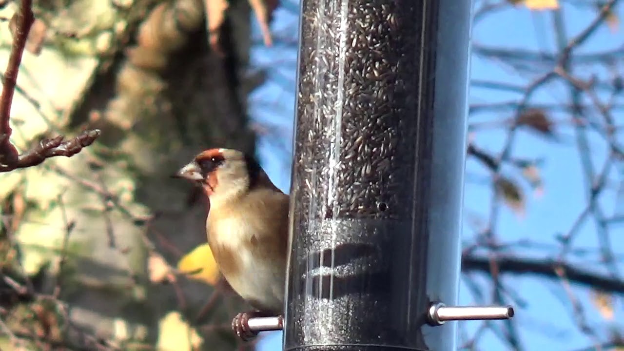 Goldfinch 1 