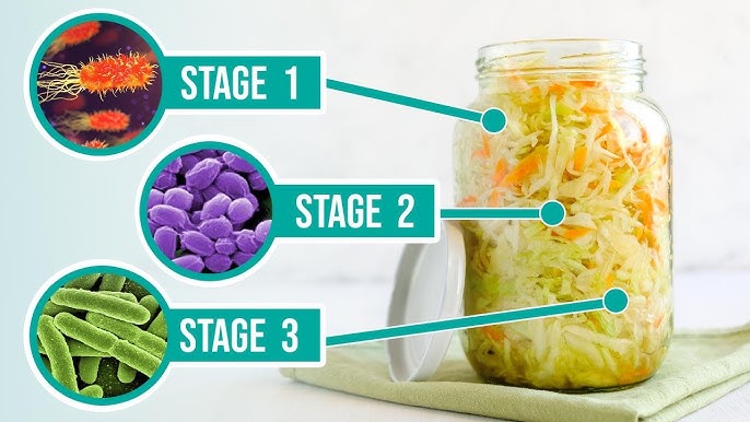 Food Fermentation l Food Preservation Methods - Lesson 13 l Food Processing  Technology 