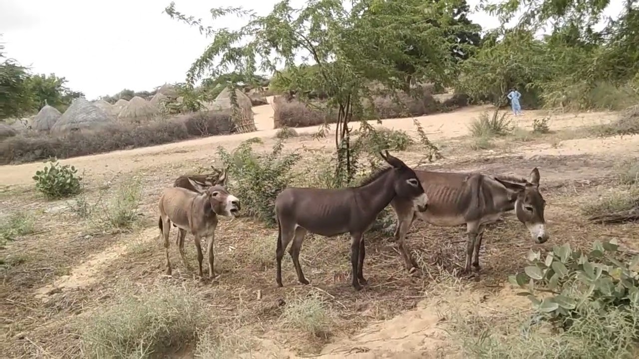 Donkey enjoy thar animals life 🐴