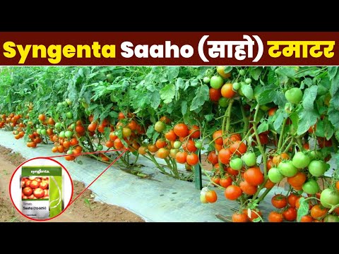 Saaho Hybrid Tomato Variety | Syngenta Saaho | Saaho TO 3251 hybrid Seeds | साहो