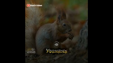 اروع تلاوة-ومامن دابه في الارض ولافي السماء-القارئ رعدالكردي سكينةلاتوصف حالات واتس اب-3رمضان1442هـ