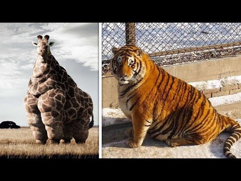 Video: Care Animal Este Cel Mai înalt
