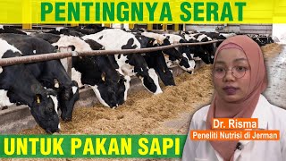 Pentingnya Kandungan Serat Pada Hijauan Pakan Ternak Sapi