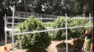 The Weed Nerd's Episode 205
