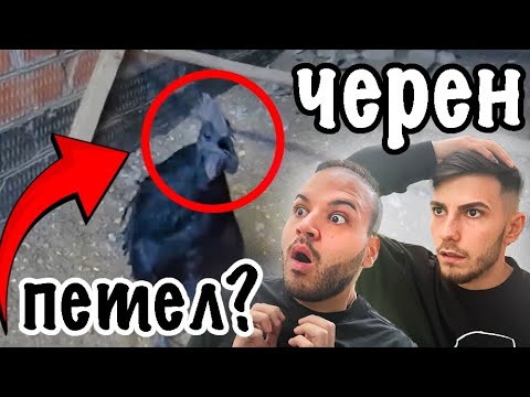 Видео: Най-добрите 10 играчки за Bernedoodles