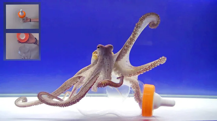 Octopus Intelligence Experiment Takes an Unexpected Turn - DayDayNews