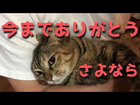 お別れの時が来ました Youtube