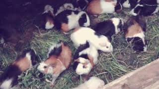 Mixed Guinea Pigs