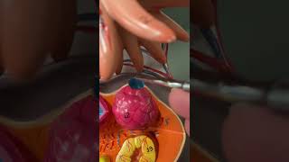 Quick anatomy: ovary model #anatomy #anatomylab #a&p2 #reproductivesystem