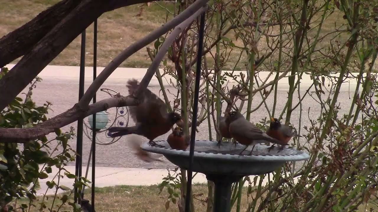 Birds, Birdbath, Soft Music Birds Singing in the Background