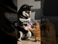 YouTubeメンバー「はるママ応援隊」にて先行公開中だワン🐶Happy Valentine – Early Release for YouTube Members #柴犬はるの子育て日記