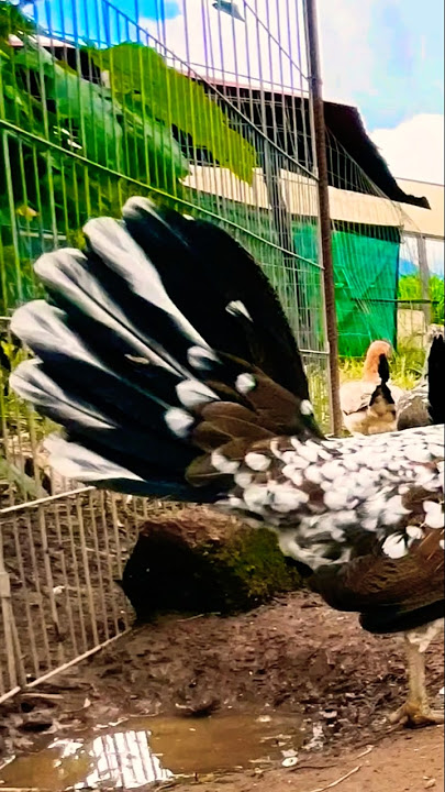 grabe parang pamaypay ang buntot #chickenbreeds