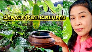 ผักสวนครัวในชุมชนคนเมือง แบบผสมผสาน @กุลธิดา สาวดอกหญ้า ในป่าปูน