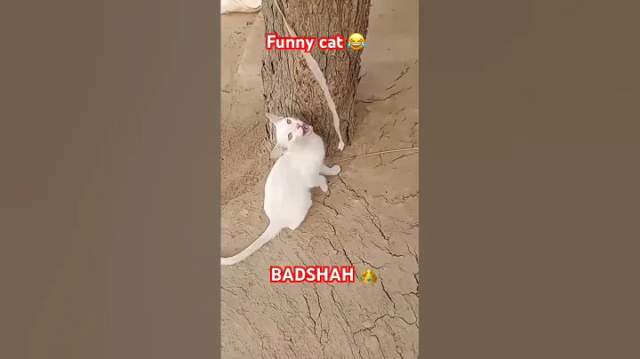 Watch the video about Funny Cat 🐈 #cat #tiger #funnycat #cattree #trending #youtubeshorts #catvideos #animals #virelshorts
