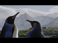 A Voyage of Discovery: Falkland Islands, South Georgia & Antarctic Peninsula