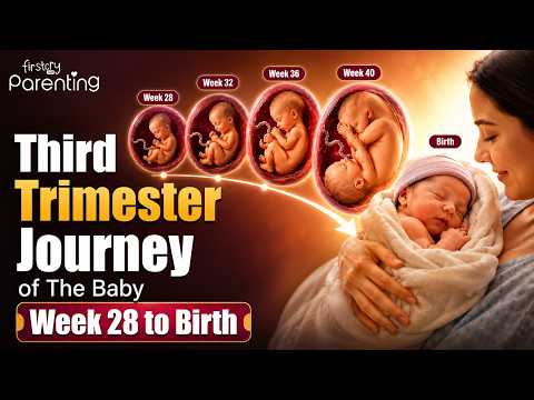 Baby's Third Trimester Journey (Week 28 to Birth) | Third Trimester Fetal Development Week by Week