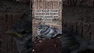 Learn Russian Through Questions and Answers | Improve Listening Skills in Context