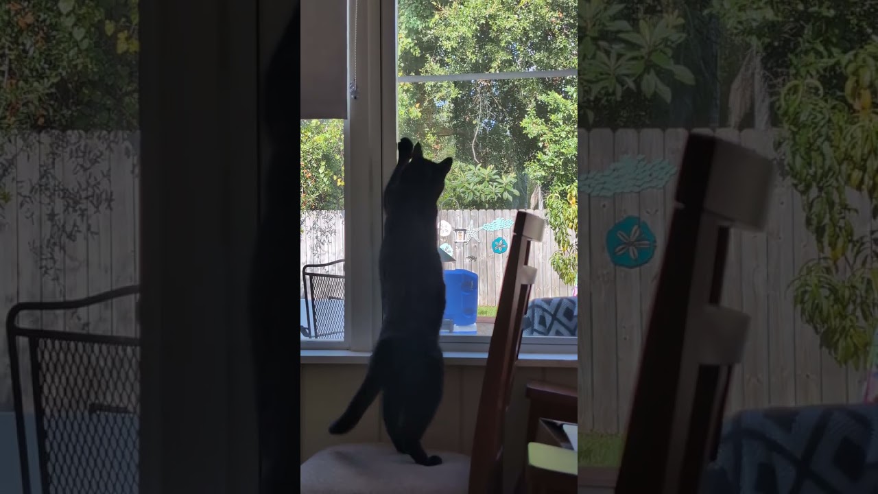 Luna vs Lizard part 1