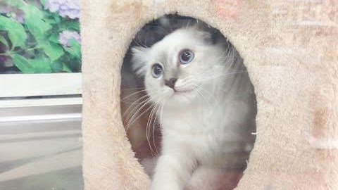 Video for childrens "Deux chats qui jouent à cache cache"