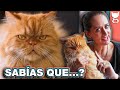 NO TENGAS UN GATO PERSA SIN ANTES VER ESTO 😼 LA GATERÍA TV