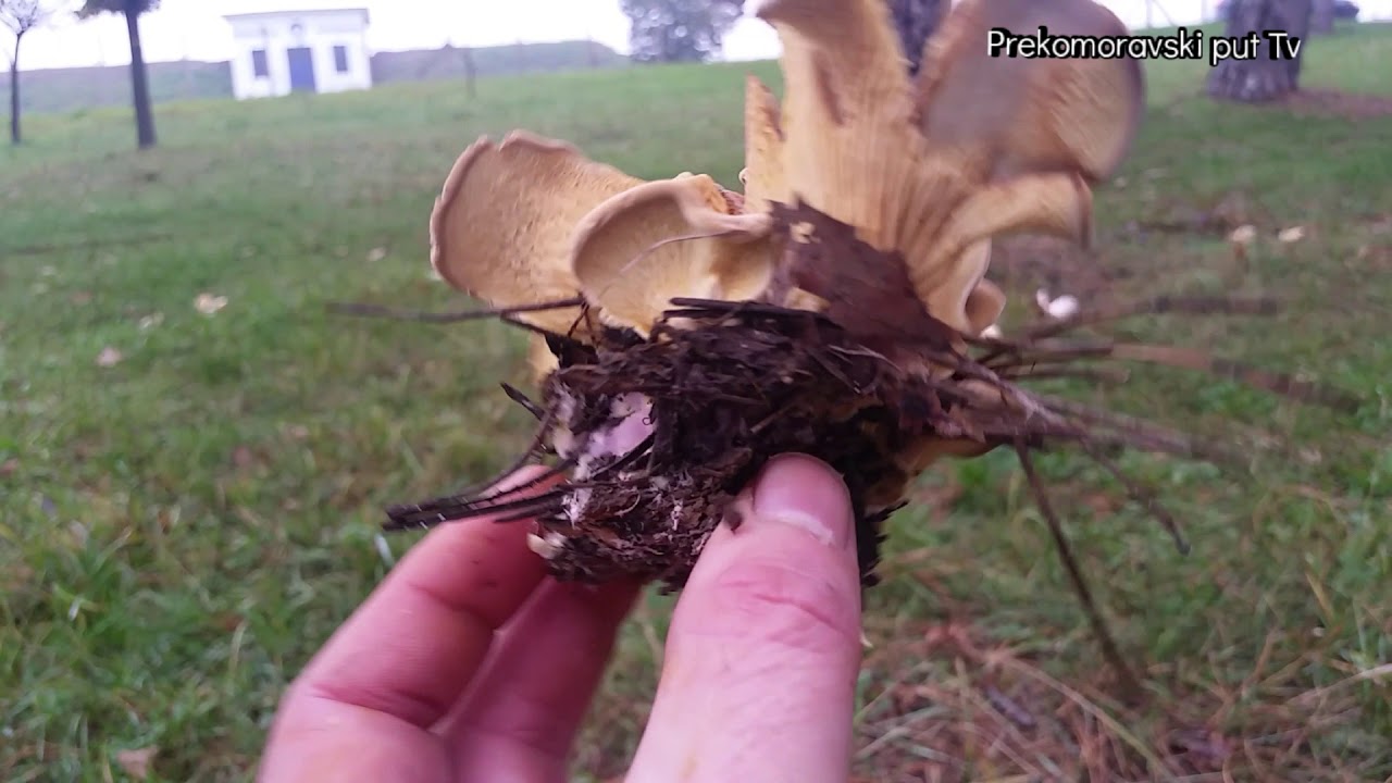 BRAON-NARANDZASTA SLJOKARICA -TAPINELLA PANUOIDES