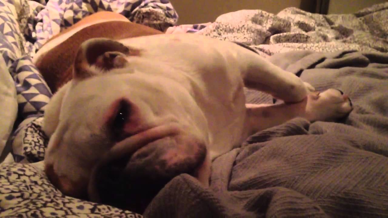 clips for crocs English bulldog drifts to dream land