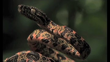 Art Wolfe: Using a Flash for Better Detail