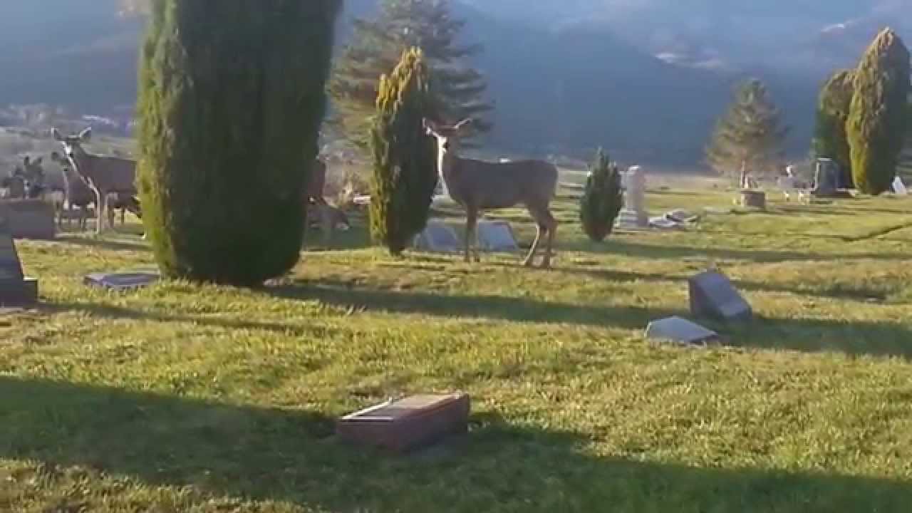 Deerhaunted Cemetery in Paonia, CO YouTube