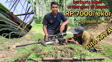 🔴Berburu tupai paslagi musim buah‼️tupai melimpah auto jadi RP.di tempat💥