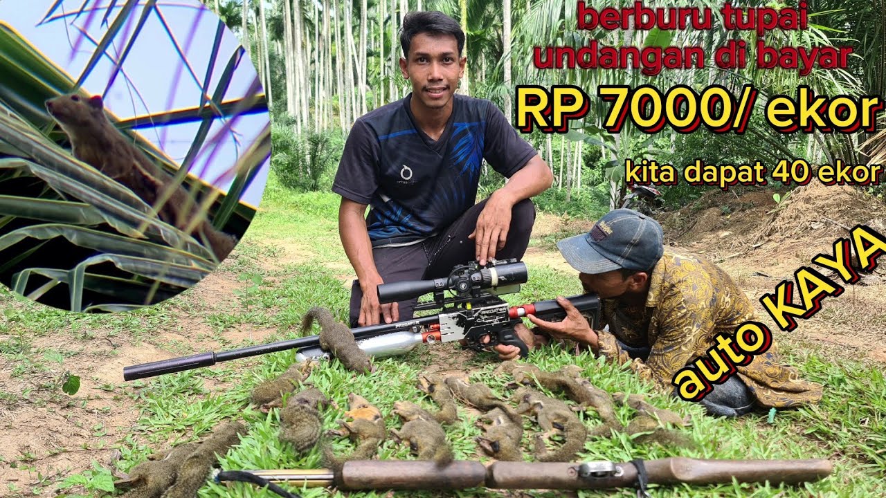 🔴Berburu tupai paslagi musim buah‼️tupai melimpah auto jadi RP.di tempat💥