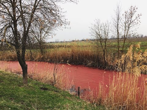 Красная река. Краснодар