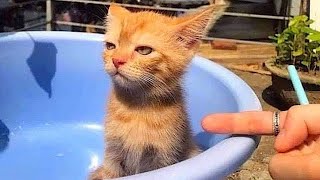 The funniest animals / Fun with cats and dogs 2023 /(most popular)part 11 funnyvideo