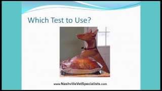 Cushing's Disease, Treatments in Veterinary Medicine, Nashville Veterinary Specialists