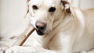 Смешные собаки Приколы про собак Funny Dogs 2019 (смешные супер ролики) Смешные собаки Приколы про собак Funny Dogs 2019 (смешные супер ролики)