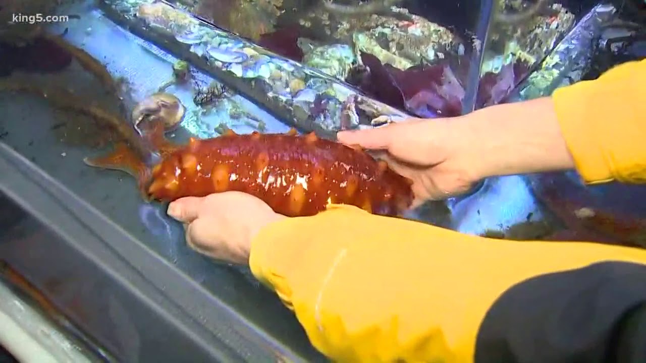 Beyond the Studio Gig Harbor's "Harbor Wildwatch" YouTube