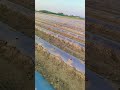 #water malon #bakharala#porbandar#