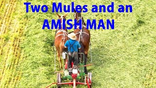 TWO MULES and AN AMISH MAN Raking Rye in Lancaster County's AMISH LAND in SPRING TIME