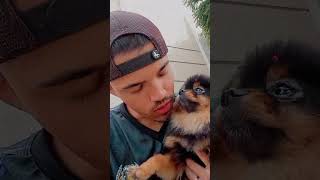 Um amor essa Cecília 😍 #spitz_dog