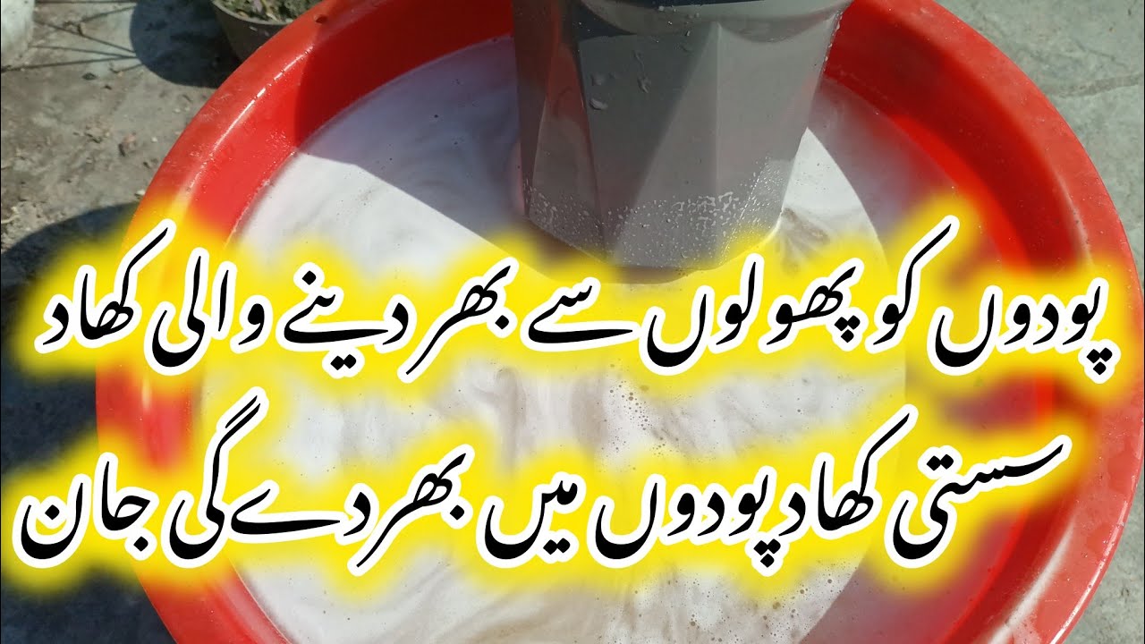 Best homemade orgenic fertilizer forwinter flowering plants/ Mustard cake fertilizer 