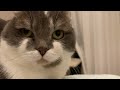 急に寒くなったことについてねこさんにインタビューしてみた