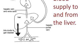 Liver, structure and function