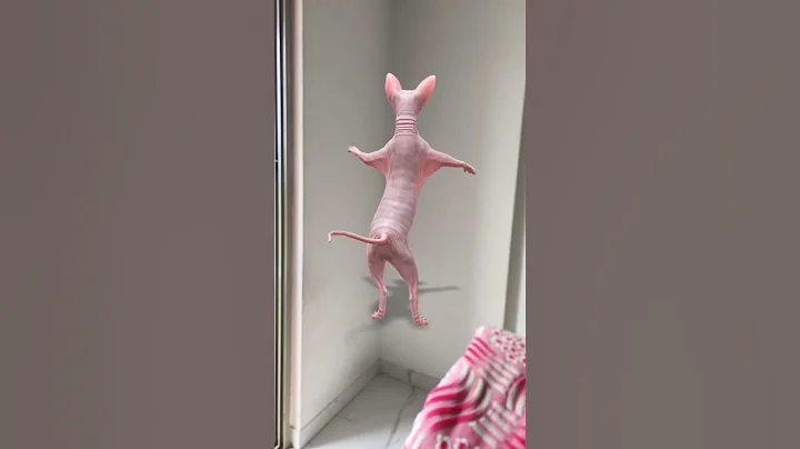 Video 10223631: meowing cat cartoon funny, meow cute cat dance