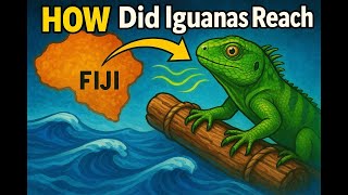 How Did Iguanas Reach Fiji? Pacific Iguanas Rafting and a Million Year Journey