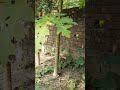 A male papaya plant is being tried to convert into female plant.