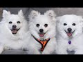 3 DOGS ON A COUCH