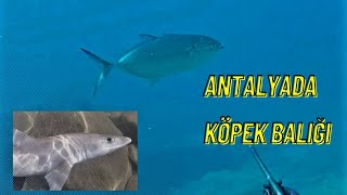 Antalyada Köpek Balığı Shark On Antalya Turkey Zıpkınla Balık Avı Maceram