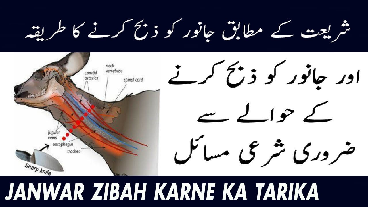 Qurbani Ki Dua Or Tareeqa hr t Islamic dua Islam and
