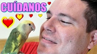 NUESTRO CANAL ES VUESTRO CANAL / Romanorvm y su agapornis Pluma