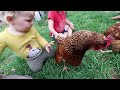 The Most Gentle and sweet CHICKEN BREED- Perfect for First Time Chicken Owners