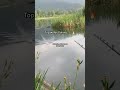 Use this sound!🎣 #fishing #shorts #bassfishing #fyp #foryou #oudoors #viralshort #viral #fypシ゚viral